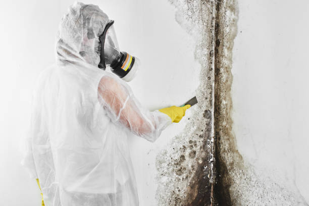 Best Attic Mold Removal  in Granger, IN