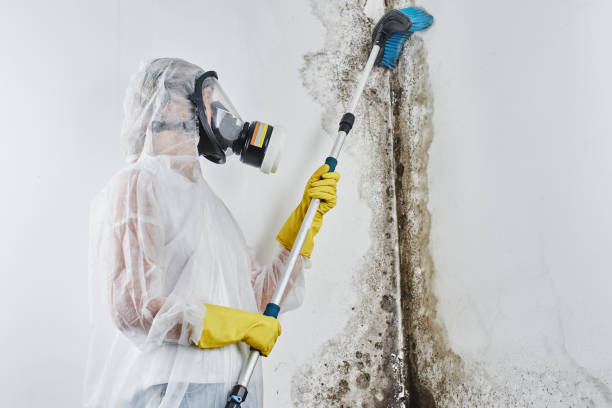 Best Mold Damage Repair  in Granger, IN