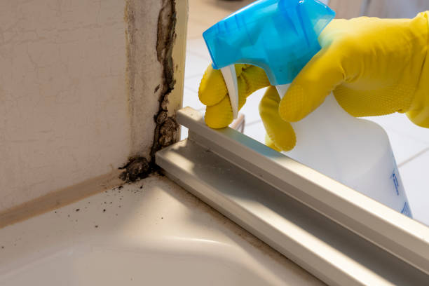 Best Emergency Mold Removal  in Granger, IN