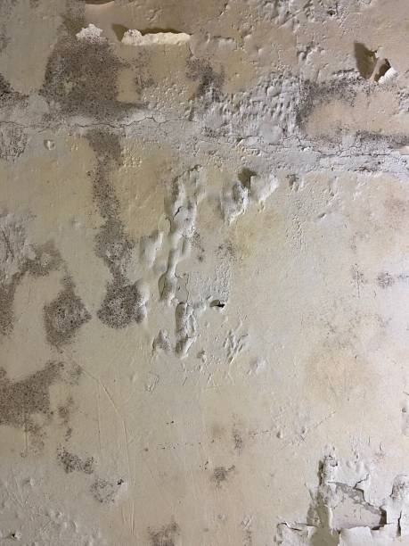 Home Mold Removal in Granger, IN
