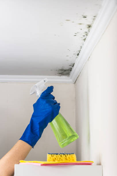 Professional Mold Removal in Granger, IN